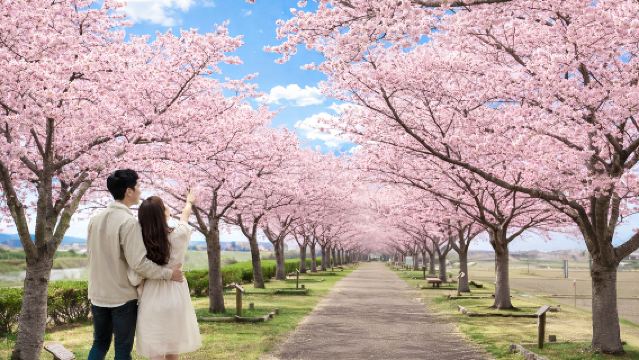 Excursion d'une journée pour admirer les cerisiers en fleurs au printemps : Promenade fleurie le long de la rivière d'Ono + Château d'Himeji + Jardin de Kōko + Parc de mentaiko