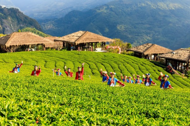 阿里山一日遊｜雲海茶園＋部落文化｜阿里山、嘉義市區 上落車