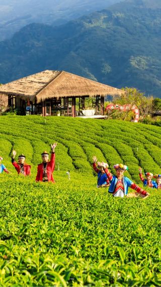 ทัวร์ 1 วัน อาลีซาน | ทะเลหมอก สวนชา และวัฒนธรรมชนเผ่า | ขึ้น-ลงรถที่อาลีซานและเขตเมืองเจียอี้