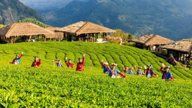 Tour di un giorno ad Alishan | Mare di nuvole e piantagioni di tè + Cultura tribale | Partenza e ritorno da Alishan e centro città di Chiayi