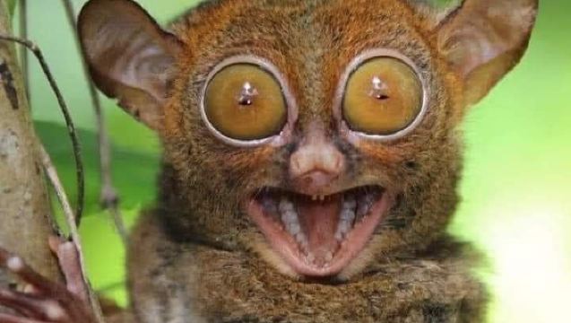 Forfait d'excursion d'une journée aux collines de chocolat de Bohol par Bohol and Beyond