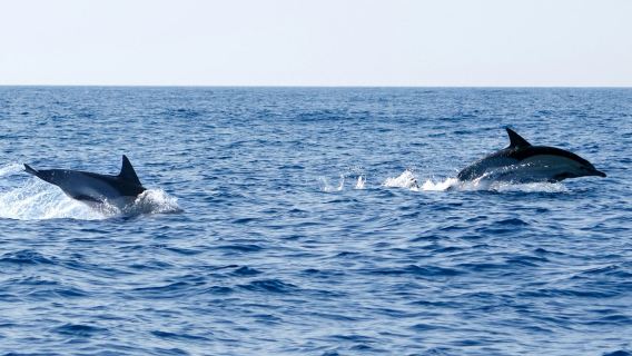 Olhão: Geführte Bootstour zur Delfinbeobachtung