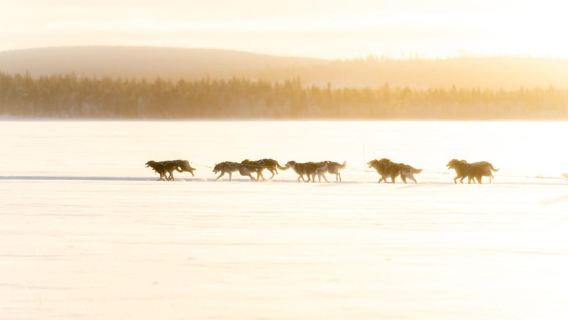 Rovaniemi: Insider 5 km Husky Self-Drive Tour