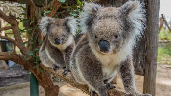 Cleland Wildlife Park Experience with Mount Lofty Summit