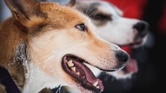 Levi: Husky and Reindeer Experience with Sled Ride