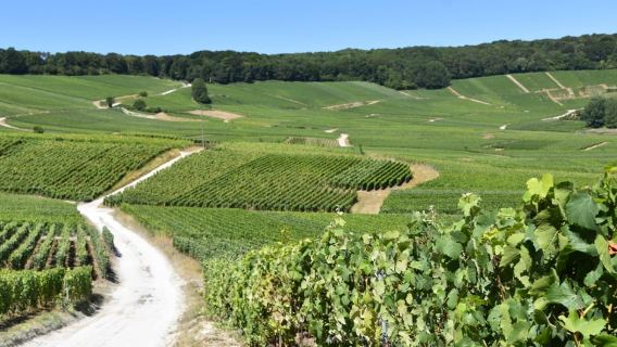 Champagne Tasting and Scenic Vineyard Walk