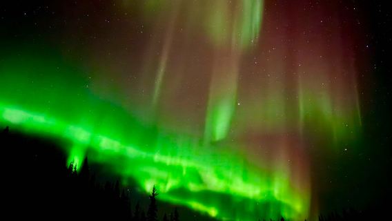 A 1-day tour to Birch Hill, Fairbanks, Alaska, USA: chasing the light in the wilderness.