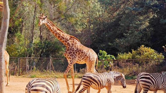 Excursion d'une journée à Kunming avec voiture avec chauffeur : Vieille rue de Kunming, parc zoologique sauvage du Yunnan et rue piétonne Nanping - Service en chinois et anglais