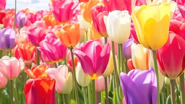 Lawatan sehari ke Taman Keukenhof, Kampung Kincir Angin Zaanse Schans dan Kampung Giethoorn dengan pengangkutan dari Amsterdam