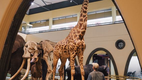 อุทยานแห่งชาติไนโรบี + ศูนย์ยีราฟ + สถานสงเคราะห์สัตว์ + พิพิธภัณฑ์แห่งชาติ ในประเทศเคนยา