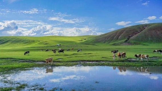 達爾宗湖+桑科草原+拉卜楞寺一日遊【包車遊】