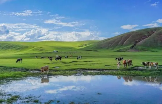 【包車遊】達爾宗湖+桑科草原+拉蔔楞寺一日遊