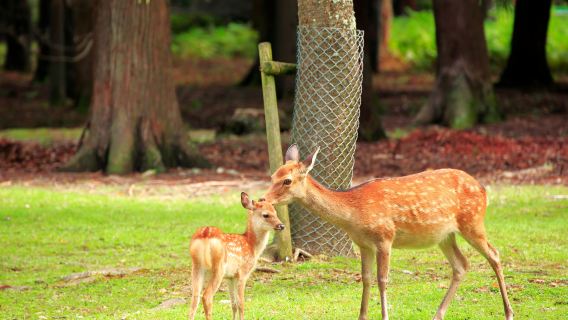 однодневный тур по Киото, Арашияма и Нара | бамбуковая роща + мост Тогетсукио + Нономия + парк Нара