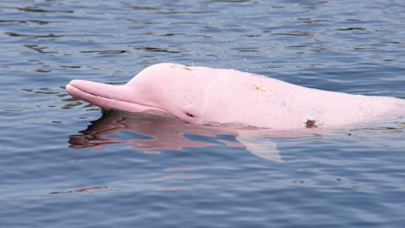 See Pink Dolphins and Visit Pig Island on a Scenic Koh Samui Tour
