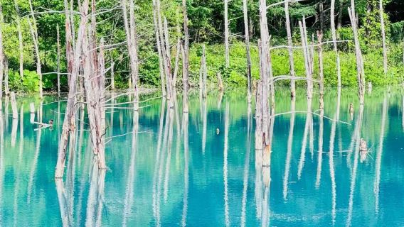 日本北海道旭川動物園+青池+精靈露台【私家包車/中文司機】