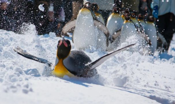 Asahikawa Zoo Day Tour