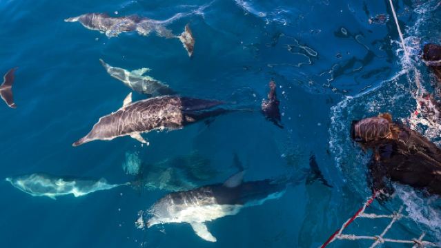 格雷爾海灘 與海豚同遊 在甲板上與海豚獨特互動 與野生海豚一同暢遊海洋