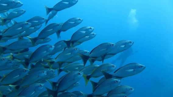 Uvita: Snorkel en la Isla del Caño - Una Experiencia Inolvidable