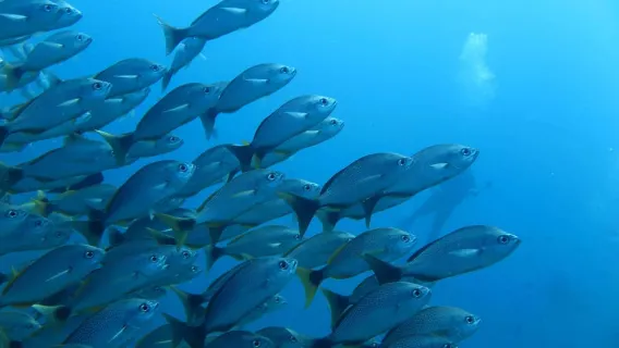 Uvita: Snorkeling di Pulau Caño - Pengalaman Tak Terlupakan