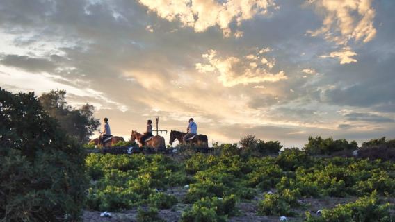 Akrotiri: escursione guidata a cavallo di un giorno verso una spiaggia