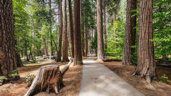 From San Francisco: Yosemite National Park Guided Day Trip