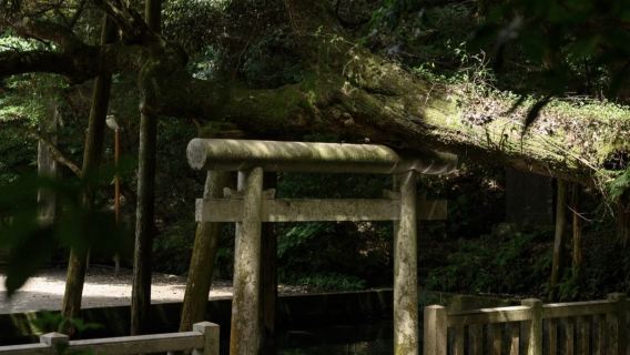 日本+和歌山+吉野山一日遊 可定制|中文包車|飯店接駁