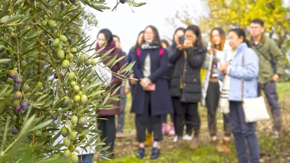 Jaén: Visita a la Almazara y Cata de Aceite de Oliva