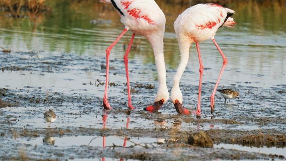 肯尼亞奈洛比一日遊【火烈鳥奇觀與東非大裂谷深度遊】
