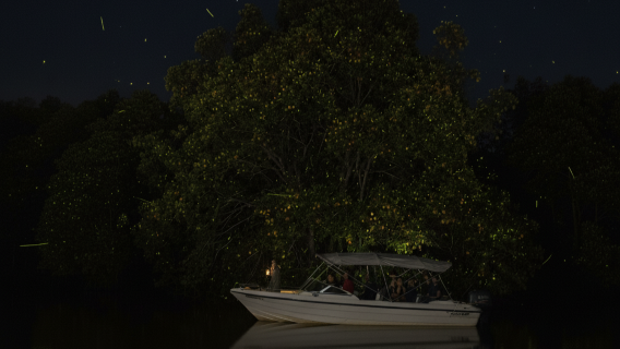 Kota Tinggi Firefly Park night tour with Johor Bahru city center transfer