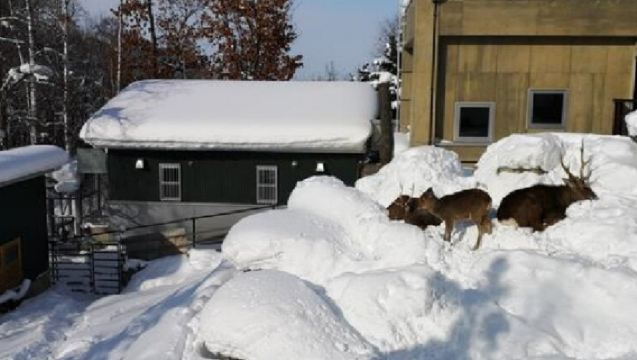 日本北海道+旭山+森林精靈陽台一日遊/行程可調-可訂製