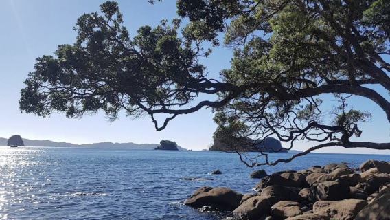 新西蘭奧克蘭-派希亞-凱里凱里-可訂製【中文專車-愜意舒適】