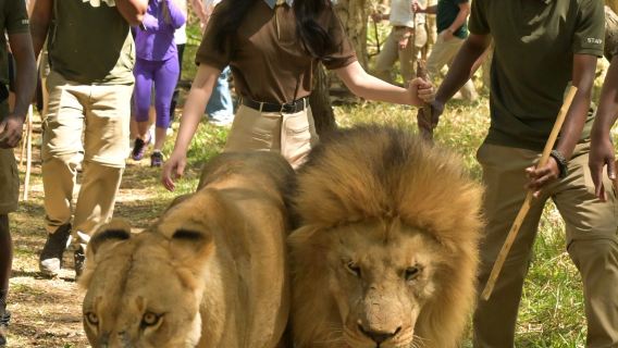 Excursion d'une journée à l'Île Maurice : Nager avec les baleines/dauphins + Baie du Cap + La Terre des 7 Couleurs + Restaurant au sommet