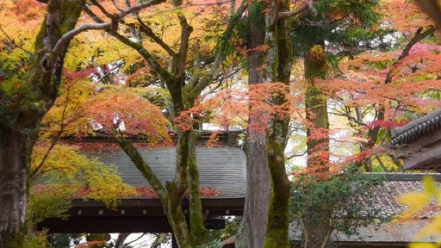 東京-長野市定制包車服務【可點對點自選-接/送時間自訂】
