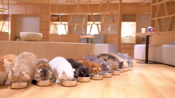 Billet d'entrée au Cat Cafe MOCHA Lounge (boisson incluse) - Boutique Shinjuku