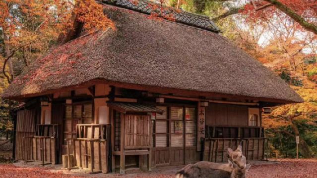 日本奈良【萌物古蹟中文一日遊】奈良-東大寺-春日大社-奈良町