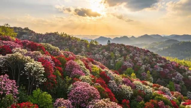Lawatan Sehari ke Kawasan Pemandangan Biji Dujuan Baili, Guizhou [Bersama-sama Menikmati Pita Warni Bumi, Kerajaan Dujuan]