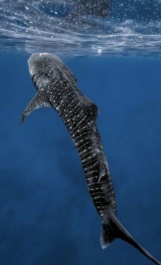 1-day tour from Cebu in the Philippines: Oslob whale shark watching + Kawasan Falls canyoneering adventure