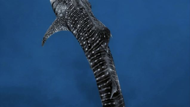 Tour di un giorno per l'avvistamento degli squali balena a Oslob con partenza da Cebu | Trasferimento incluso & snorkeling con pranzo