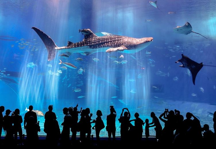 日本沖繩一日遊北部古宇利島美麗海水族館/嘉手納&集合點中文導