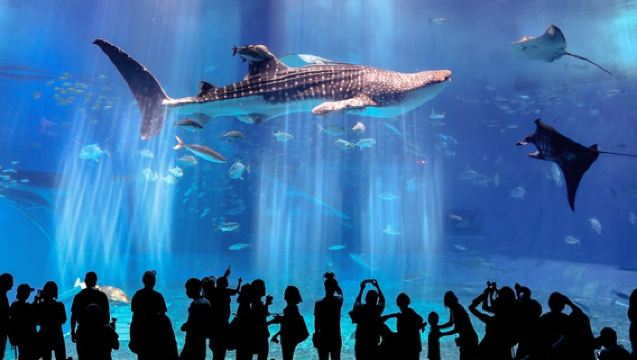 1-day tour in Okinawa, Japan: Kouri Island, Churaumi Aquarium, Kadena Meeting Point with Chinese Guide