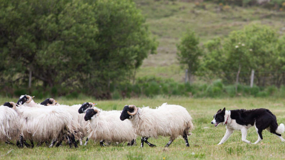 From dublin: Kilkenny + wicklow + glendalough tour + English join-in tour