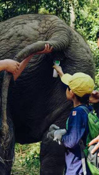 Xishuangbanna elephant tea 1-day tour | flying tea picking + Wild Elephant Valley elephant health check + elephant tracking