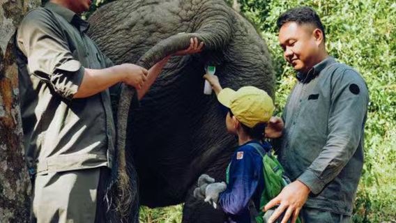 Xishuangbanna elephant tea 1-day tour | flying tea picking + Wild Elephant Valley elephant health check + elephant tracking