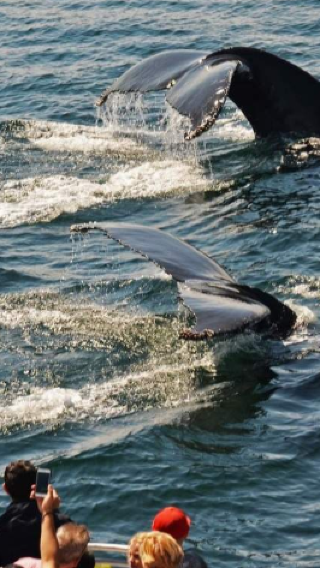 Whale watching catamaran cruise in Boston