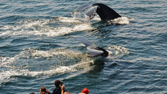 Whale watching catamaran cruise in Boston