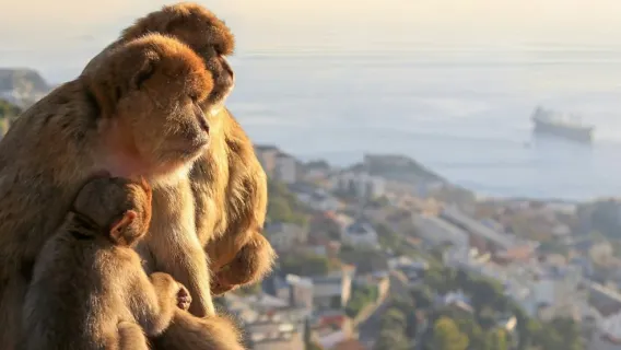 말라가 출발 지브롤터(Gibraltar) & 미하스(Mijas) 풀데이 가이드 투어