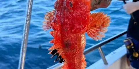 濟州島高級海釣之旅包午餐【品嚐自己親手釣嘅海鮮+免費提供釣魚全裝備+專業教學一站式暢玩+海釣體驗】