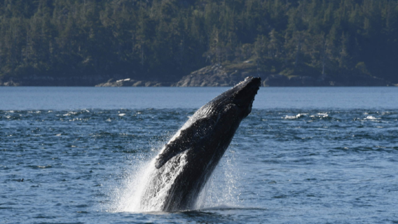 Vancouver: Hvaludflugt til Telegraph Cove~Halvdagsudflugt [Engelsk gruppe]