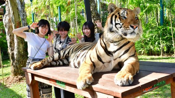 Phuket Tiger Park Kata | Interação com tigres + fotos profissionais