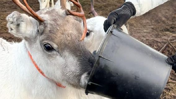 Tromsø: Reindeer Feeding and Sami Culture with Lunch